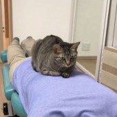 Dịch vụ massage mèo độc lạ ở Nhật Bản